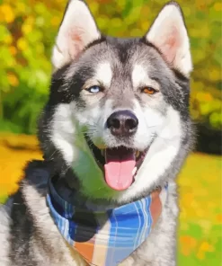 Blue And Brown Eye Husky Dog Diamond Painting