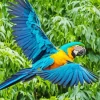 Blue And Gold Macaw Bird Diamond Painting