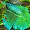 Blue And Green Betta Fish Diamond Painting