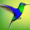 Blue And Green Hummingbird Diamond Painting