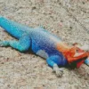 Blue And Orange Iguana Diamond Painting