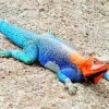 Blue And Orange Iguana Diamond Painting