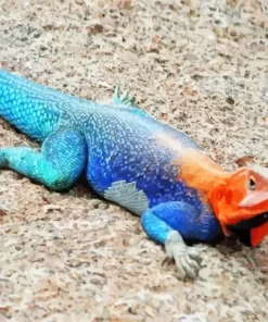 Blue And Orange Iguana Diamond Painting