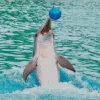 Dolphin Playing With Ball Diamond Painting