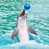 Dolphin Playing With Ball Diamond Painting