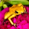 Golden Poison Dart Frog On Flower Diamond Painting