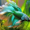 Green Betta Diamond Painting