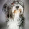 Grey Tibetan Terrier Puppy Diamond Painting