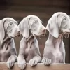 Grey Weimaraner Puppies Diamond Painting