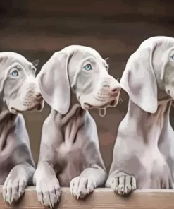 Grey Weimaraner Puppies Diamond Painting