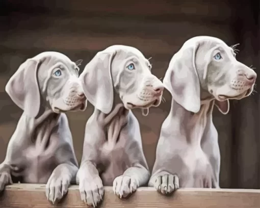 Grey Weimaraner Puppies Diamond Painting