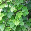 Kudzu Plants Diamond Painting