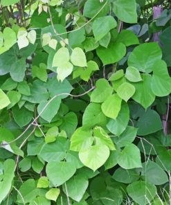 Kudzu Plants Diamond Painting