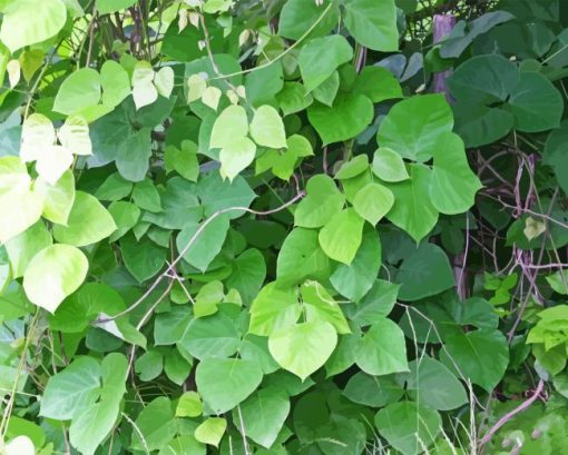 Kudzu Plants Diamond Painting