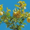 Lemon Plant Diamond Painting