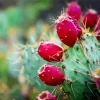 Prickly Pear Diamond Painting