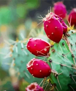 Prickly Pear Diamond Painting