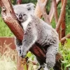 Tired Koala Diamond Painting