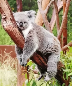 Tired Koala Diamond Painting