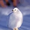 White Willow Ptarmigan Diamond Painting