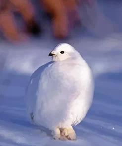 White Willow Ptarmigan Diamond Painting