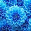 Blue Dahlia Flowers Diamond Painting