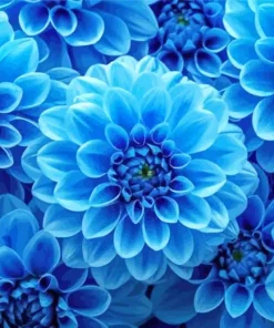 Blue Dahlia Flowers Diamond Painting