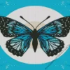 Illustration Blue And Black Butterfly Diamond Painting