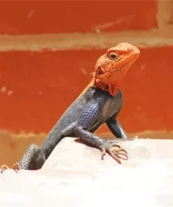 Orange Agama Diamond Painting