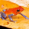 The Blue And Orange Frog Diamond Painting