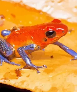 The Blue And Orange Frog Diamond Painting