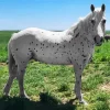 Appaloosa Leopard Diamond Painting