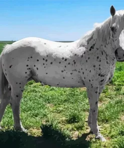 Appaloosa Leopard Diamond Painting