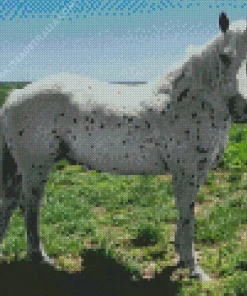 Appaloosa Leopard Diamond Painting