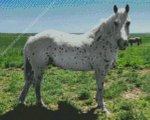 Appaloosa Leopard Diamond Painting