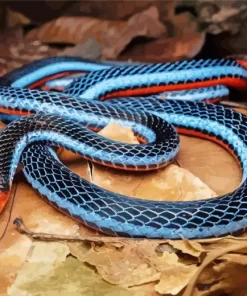 Black And Blue Snake Diamond Painting