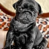 Black Pug Puppy Diamond Painting