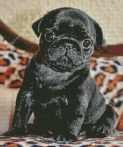 Black Pug Puppy Diamond Painting