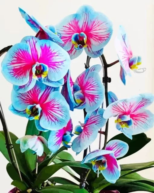 Blue And Pink Orchids Diamond Painting