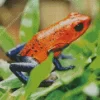 Blue And Red Frog Diamond Painting