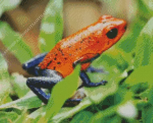 Blue And Red Frog Diamond Painting