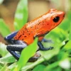 Blue And Red Frog Diamond Painting