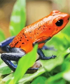 Blue And Red Frog Diamond Painting