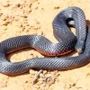 Blue Bellied Black Snake Diamond Painting