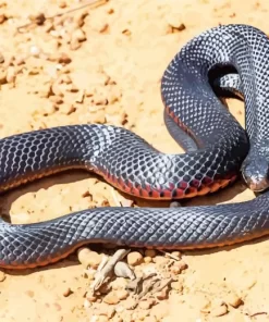 Blue Bellied Black Snake Diamond Painting