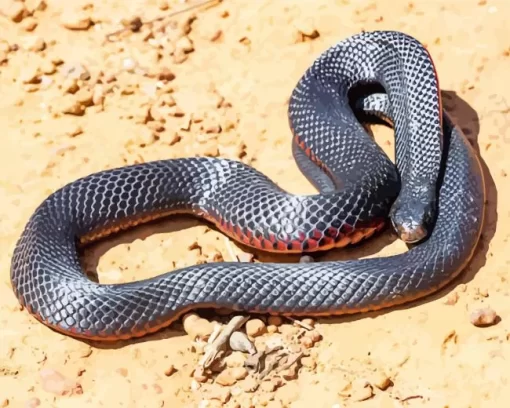 Blue Bellied Black Snake Diamond Painting