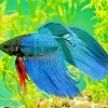 Blue Betta Fish Underwater Diamond Painting