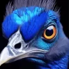 Blue Bird Face Diamond Painting