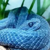 Blue Bush Viper Diamond Painting