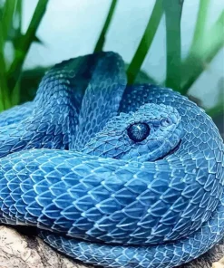 Blue Bush Viper Diamond Painting